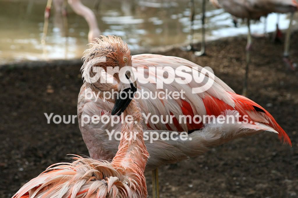 flamingo2.jpg