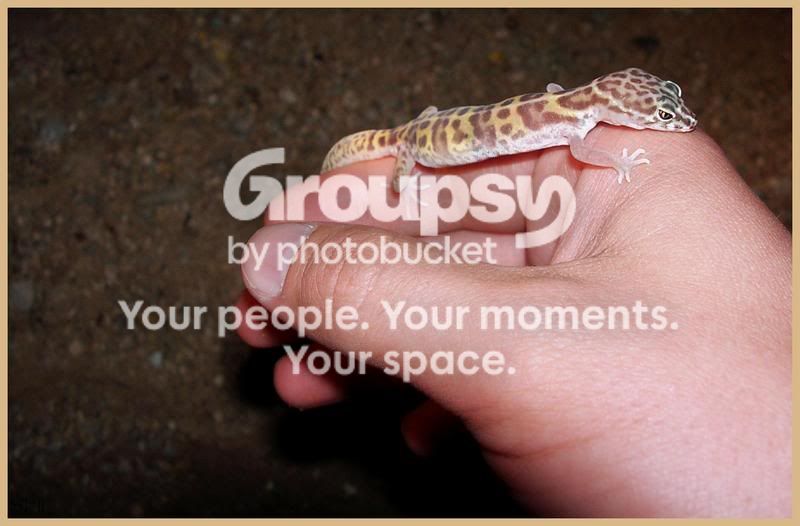 Leopardgeckoonhand.jpg
