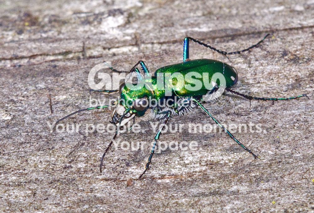 GrubInsects004copy.jpg