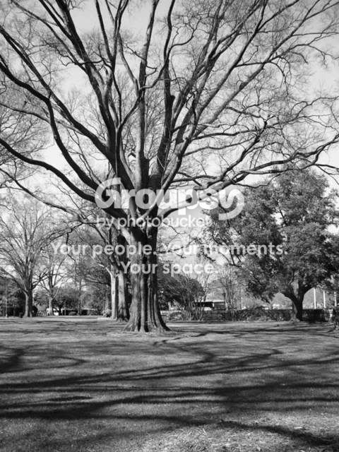 tree.jpg