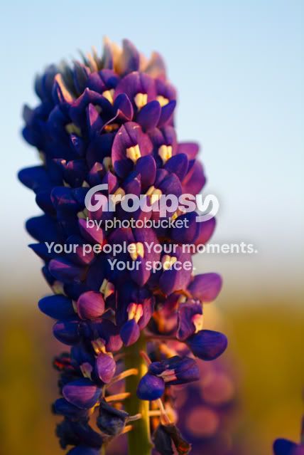 Bluebonnets016.jpg