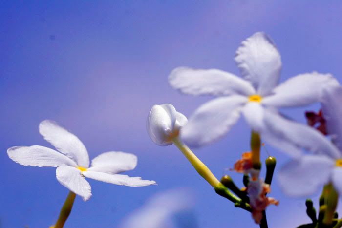 Whiteflower.jpg
