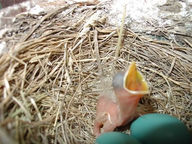 Baby_Robins_604.jpg