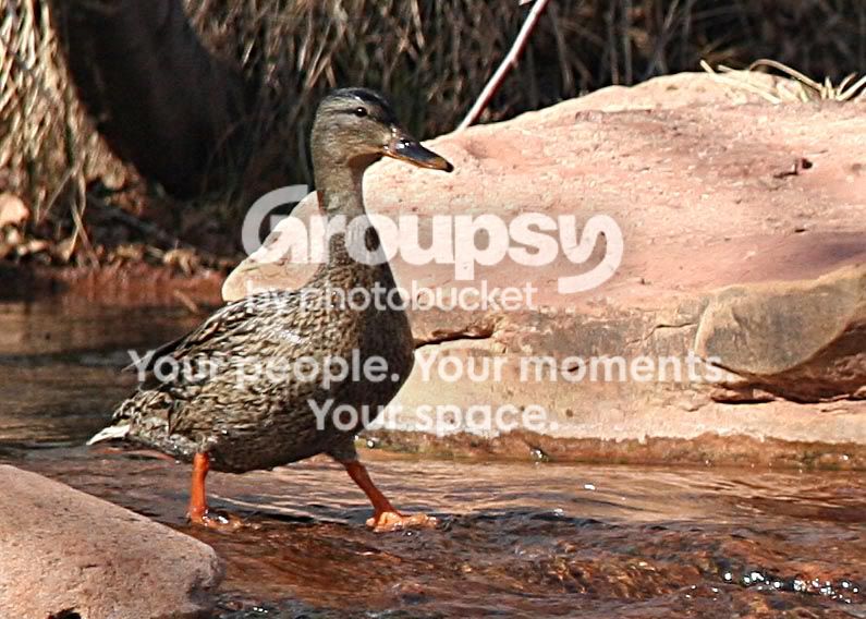 duck_4111share.jpg