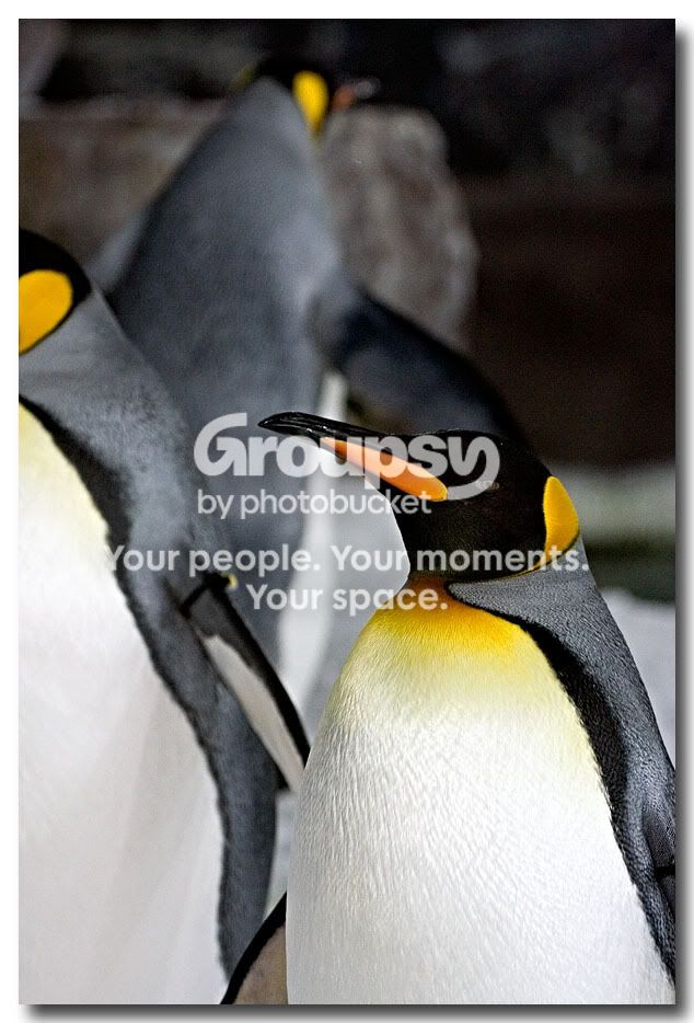 Penguin2.jpg