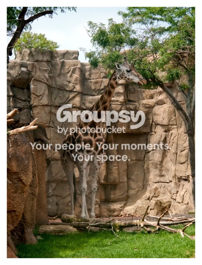 giraffe.jpg