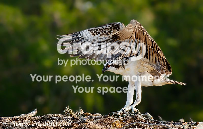 _ECD9142-copy800.jpg