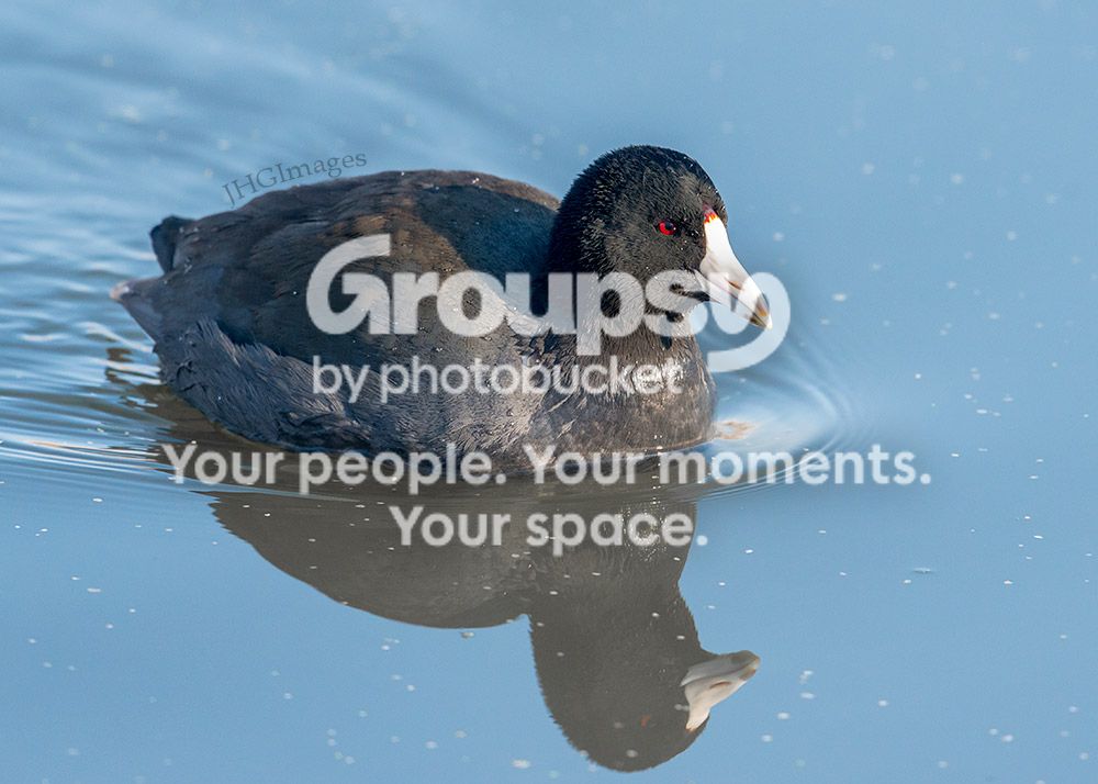 coot_zpse7e835fc.jpg~original