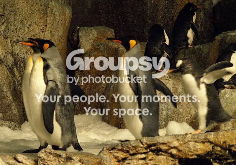 marchofthepenguins.jpg