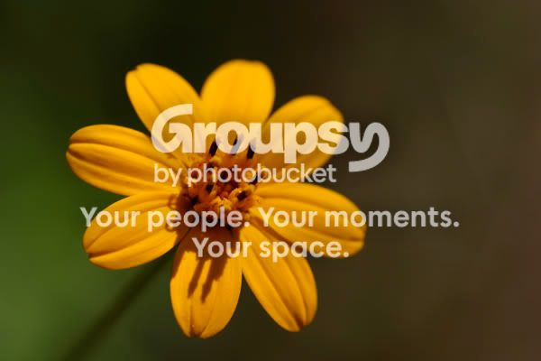 FlowerMacro.jpg