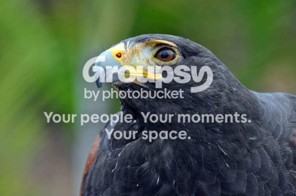 Hawk2.jpg