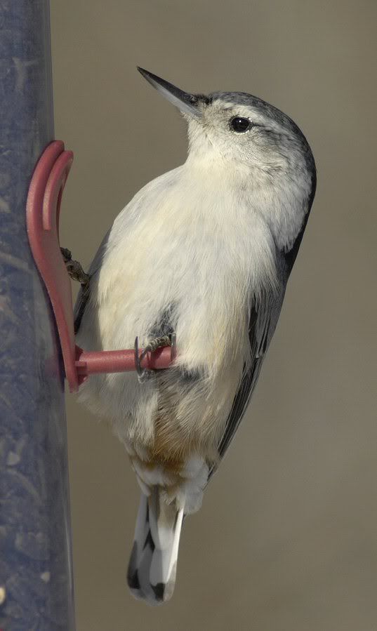 nuthatch2.jpg