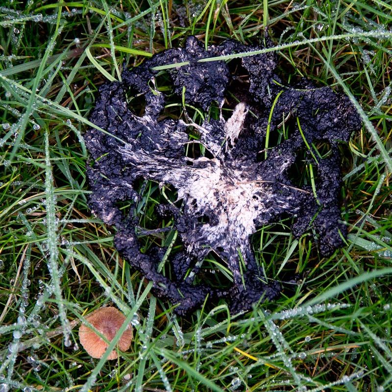 Garden21-11-18-1.jpg