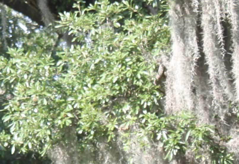 moss2detail.jpg