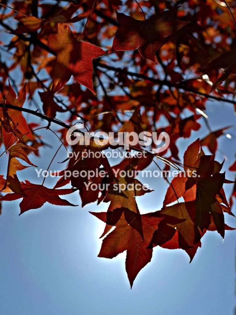fallleaves.jpg