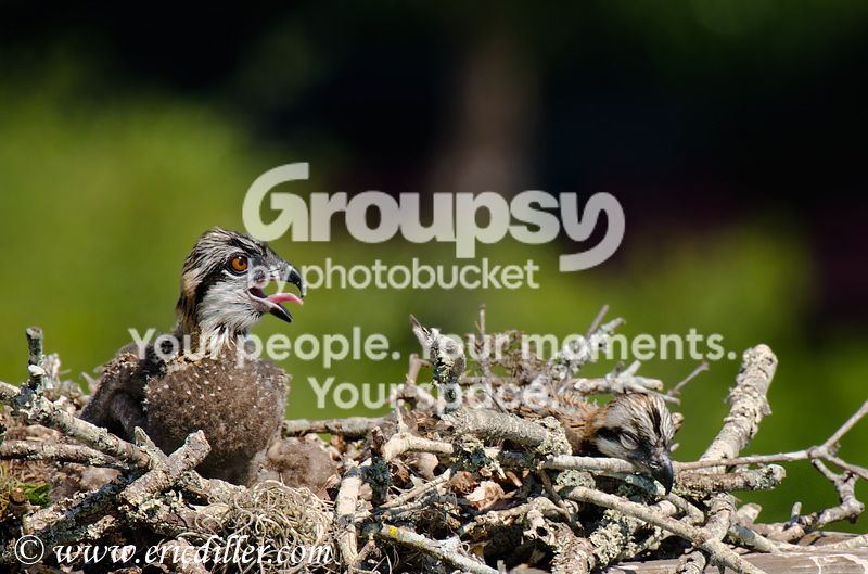 _ECD5108-copy800.jpg