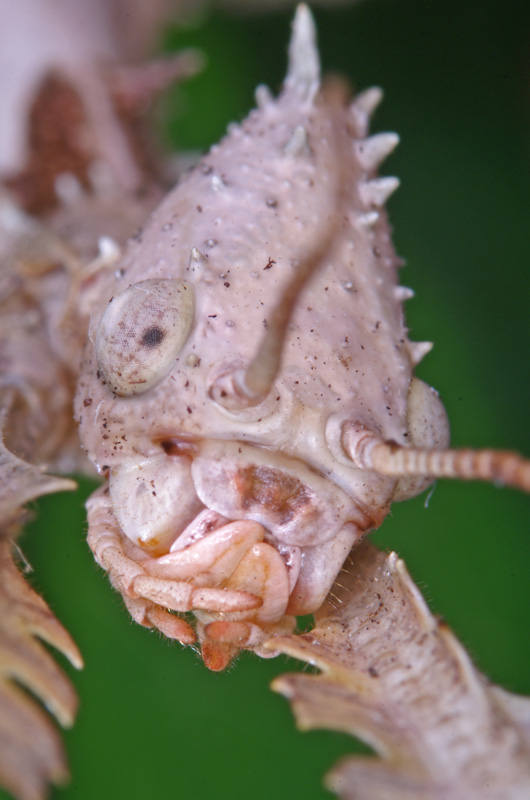 phasmid_02.jpg