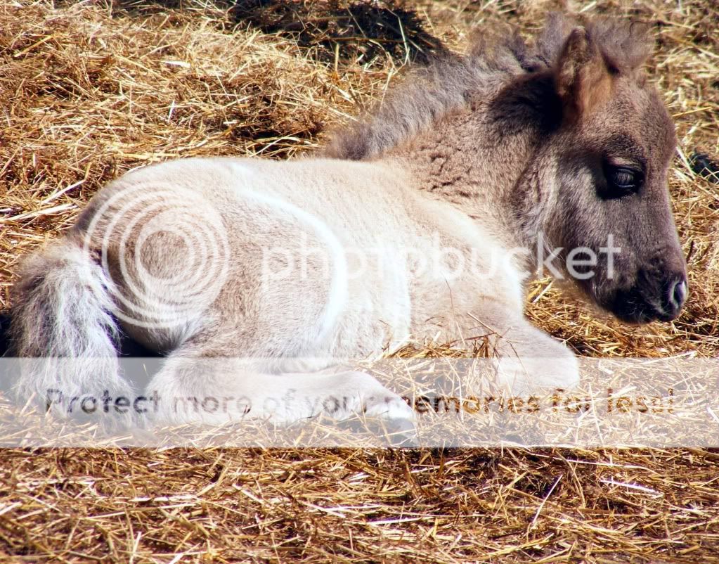 shetb.jpg