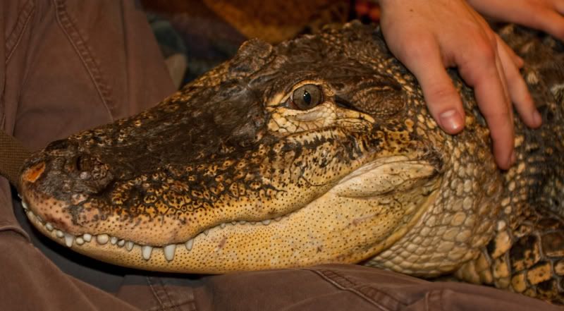 Aligator.jpg