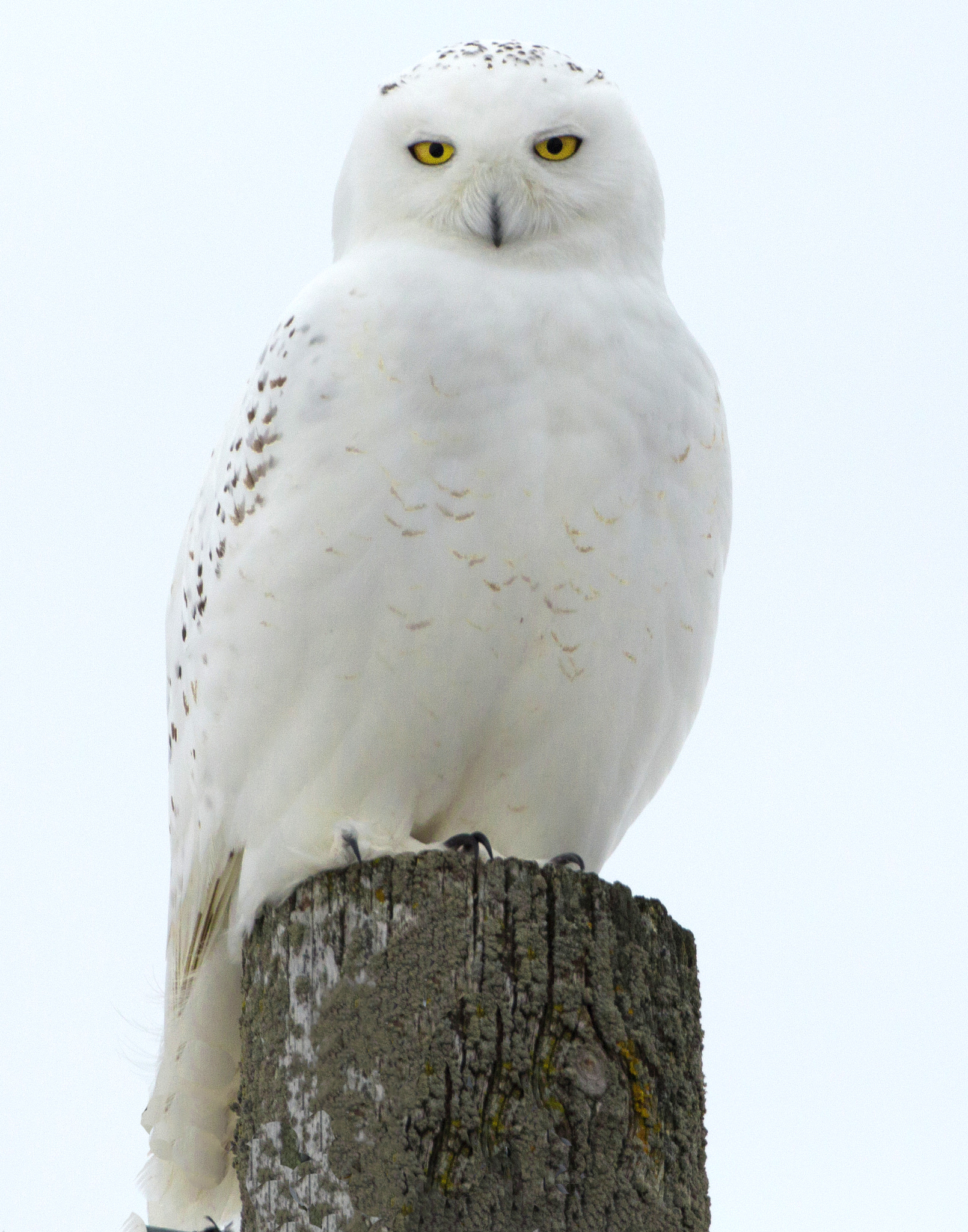 owl.jpg