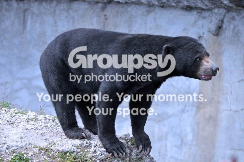 Bear.jpg