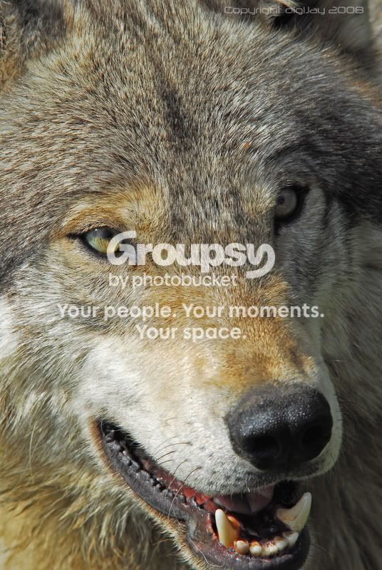 wolf1.jpg
