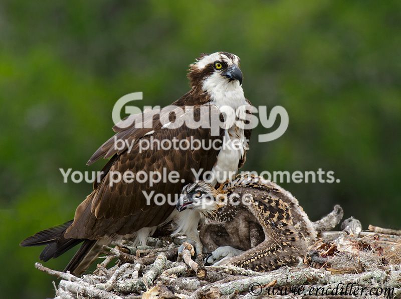 _ECD5268-copy800.jpg