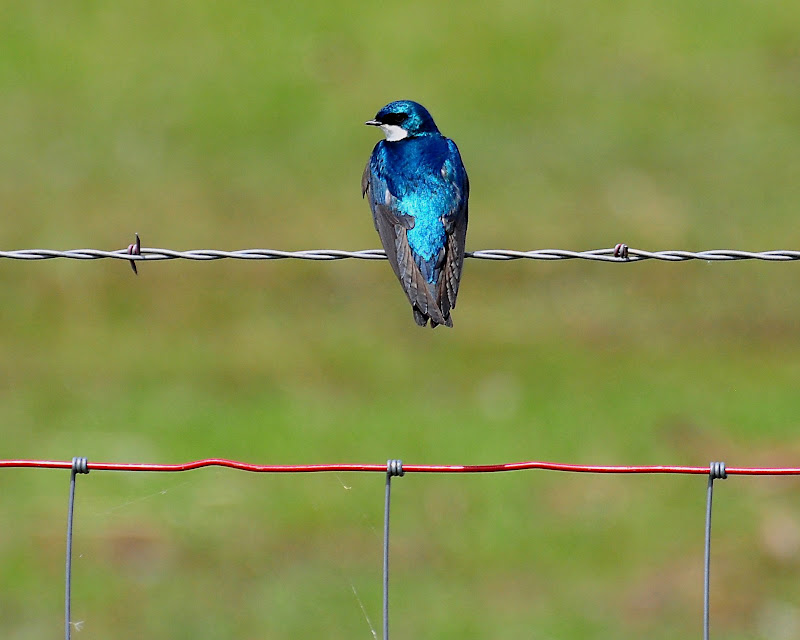 swallow.jpg
