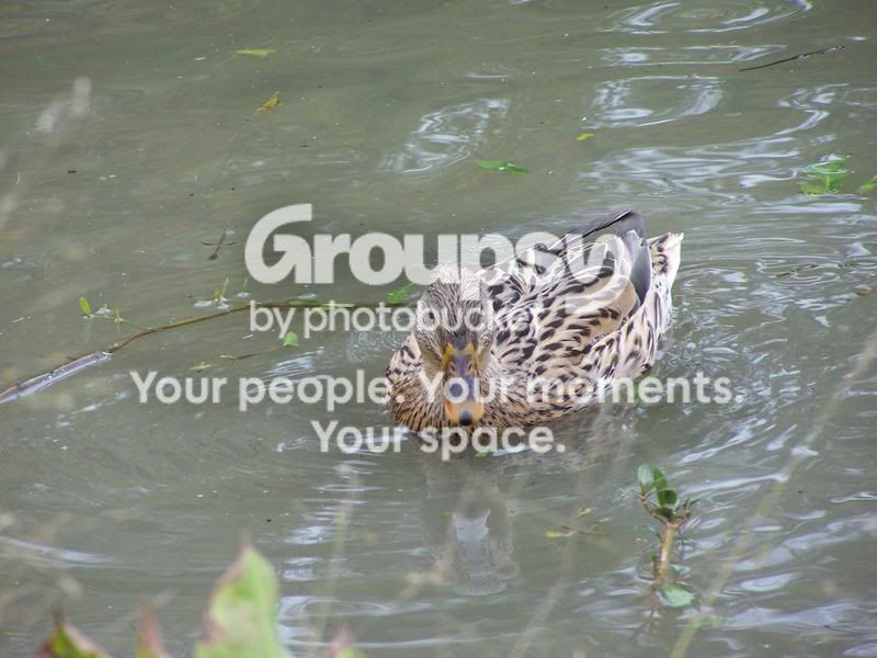 100_4183e.jpg