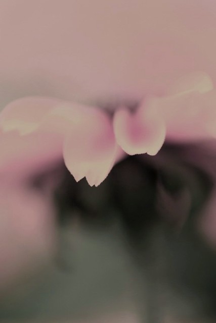 4745153907_411c890989_z.jpg