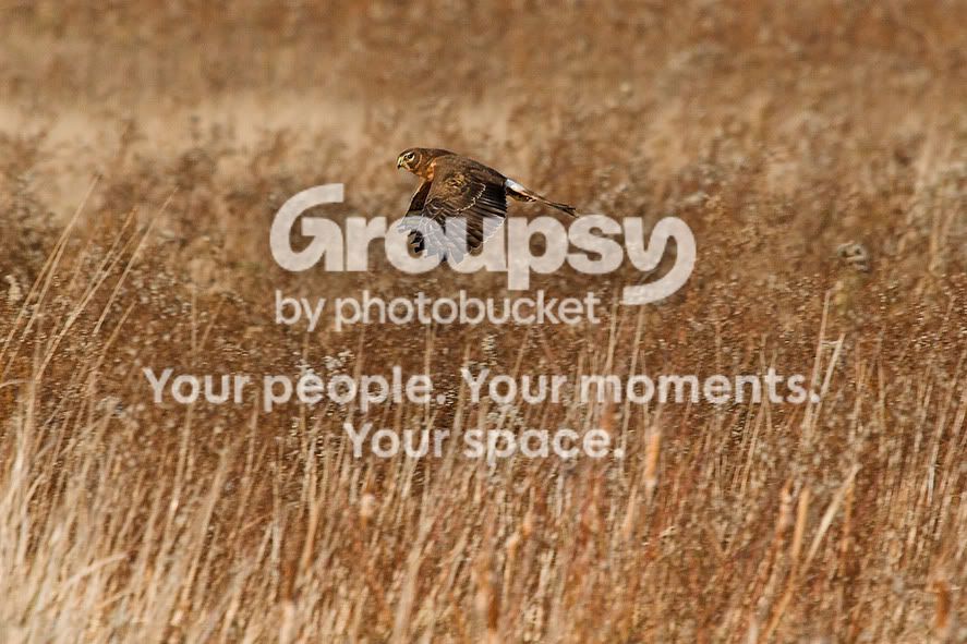 NorthernHarrier.jpg