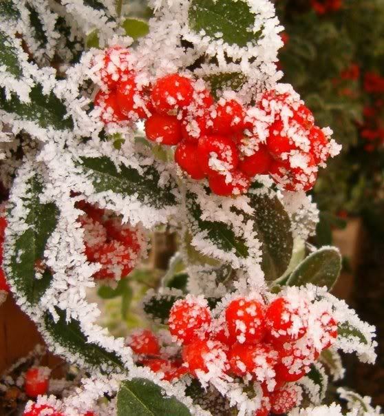 Hawthorn.jpg