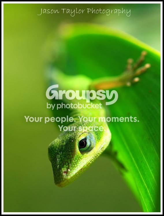 anole3.jpg