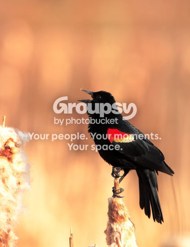 REDWINGBBIRD09_2588.jpg