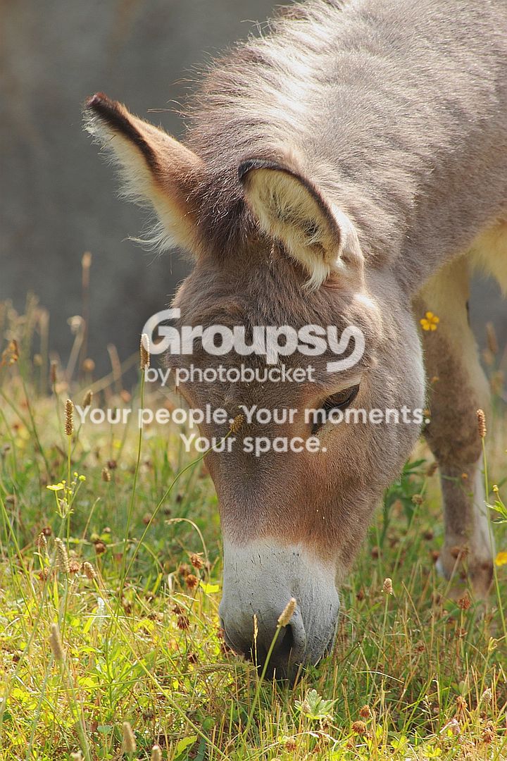 donkey1rs.jpg