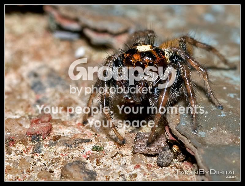 JumpingSpider1.jpg