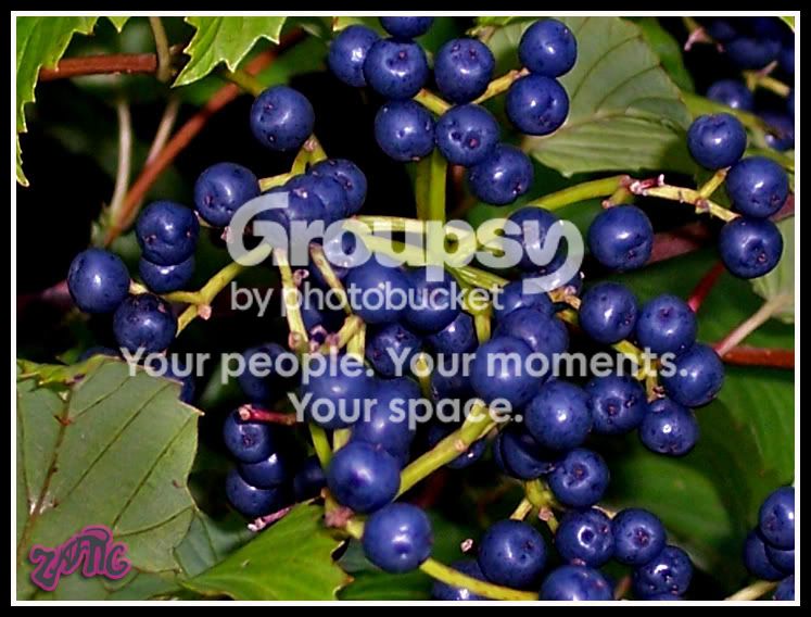 berries.jpg