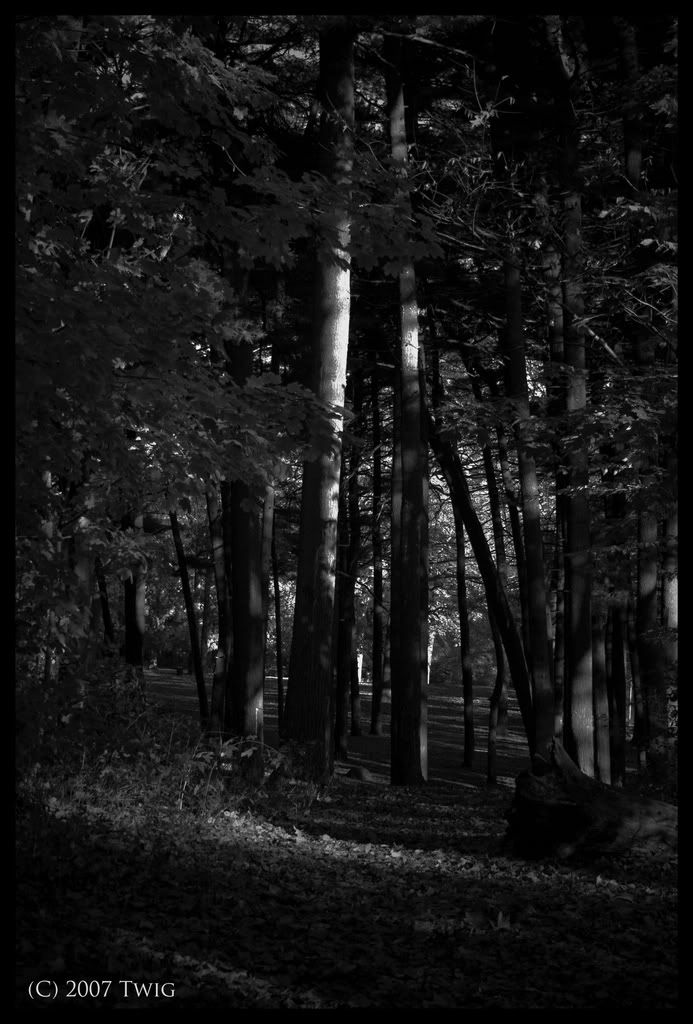 _MG_8826desaturtaed.jpg