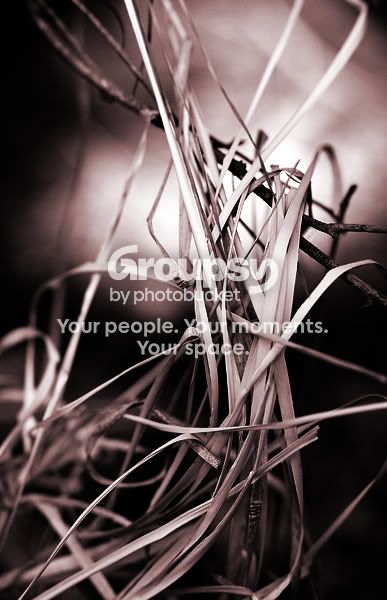 hay-smsepia.jpg