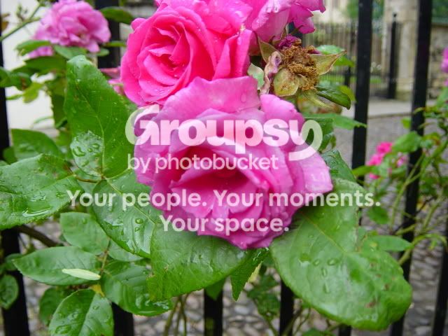 DSC03916.jpg