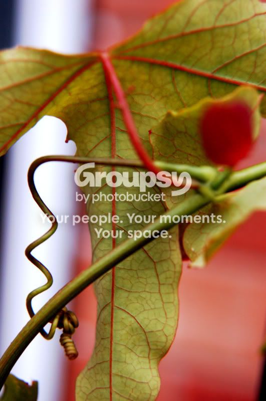 PassionPlantLeaf.jpg