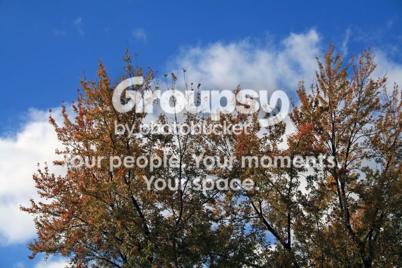 Leaves.jpg