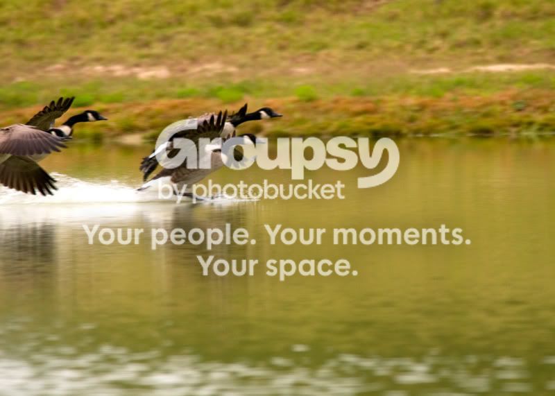 Geese-Landing-08.jpg