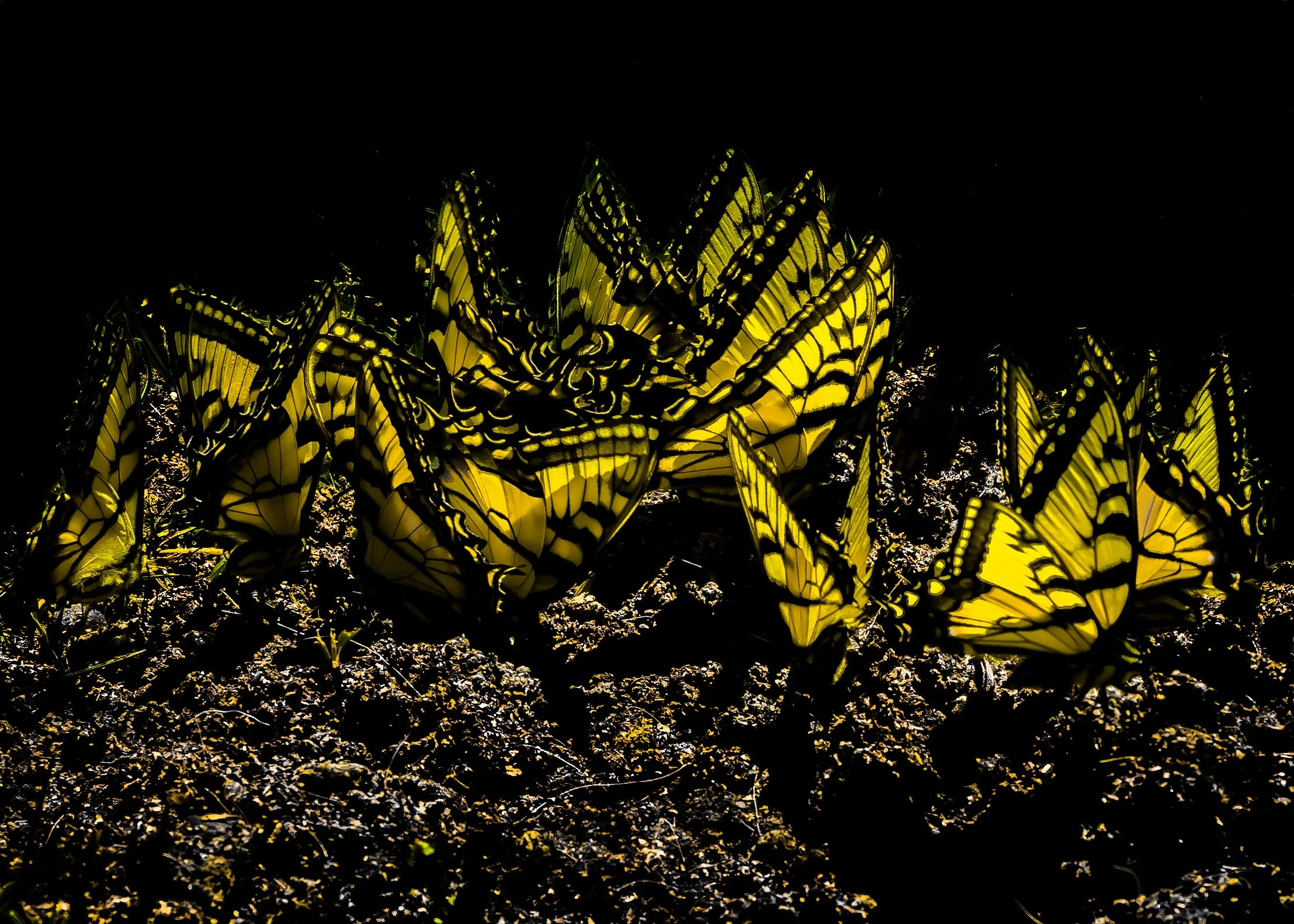 dsc_5141-editnn-jpg.119490