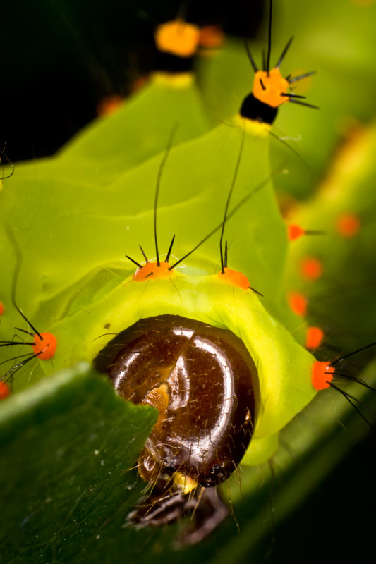moon_moth_800_09.jpg