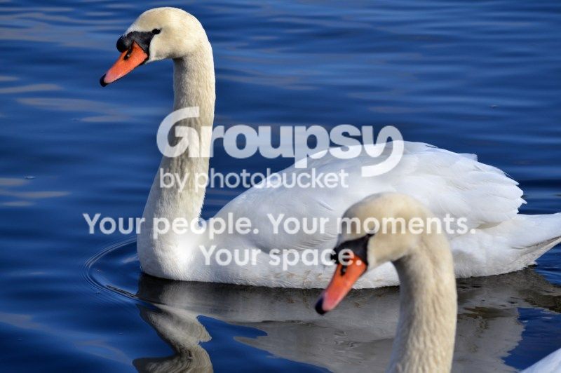 011_zps46a12f86.jpg