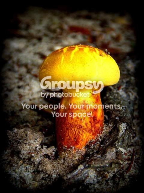 mushroom.jpg