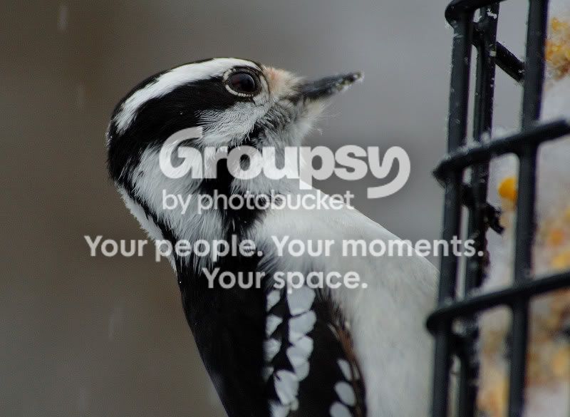 DSC_29940225websize.jpg