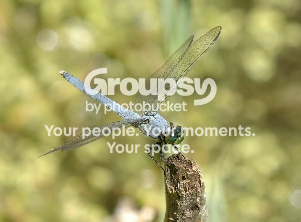 Dragonfly.jpg