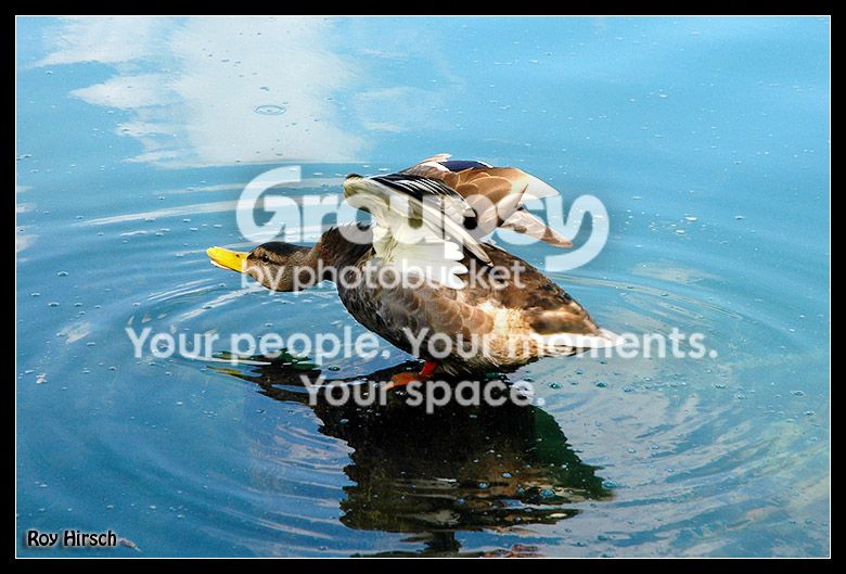 DSC_6558copy.jpg